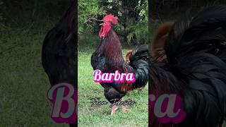 Barbra, Oh Barbara, Oh Barbra! #rooster #chickens #comedy #dadjokes #barbra #barb #bárbara #barbara