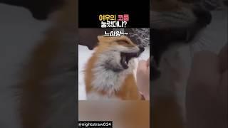 여우의 코를 눌렀더니? #동물 #여우