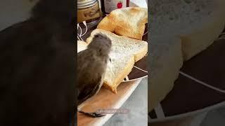 Happy Bird Eating Bread 