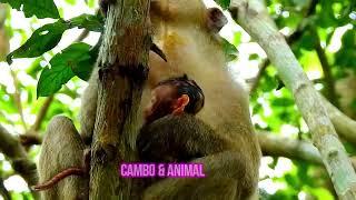 Tão Pobres Bebês Adoráveis ​​Macaco fofo #viral #macacos #animais