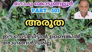 ARUTHA || ARUTHA PLANT || AROOTHA || ARUTHA CHEDI ||ARUTHA PLANT IN MALAYALAM || GOPU KODUNGALLUR