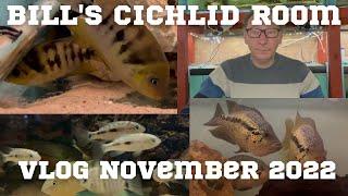 Bill's Cichlid Room Vlog November 2022