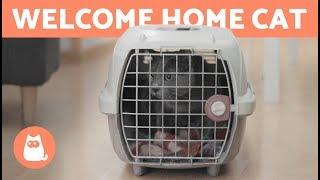 Welcome a CAT to Your HOME   How long does it take to adapt?