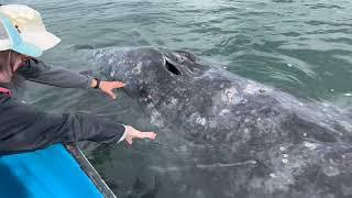 GRAY WHALES OF MAGDALENA BAY with Highland Experiences