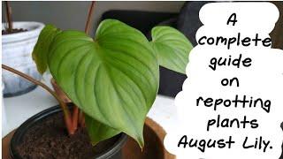 Planting indoor plants with full care tips, | biosphereflora|