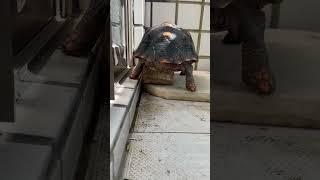 烏龜騎磚頭曬太陽 #tortoise #紅腿象龜撞撞