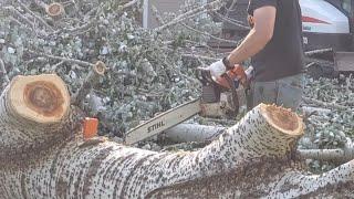 #147 Cutting Monster Silver Maple for Firewood !!!!!!