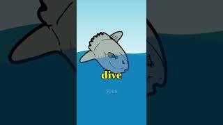 Why It Sucks To Be A Sunfish ( Credits @giblixy )