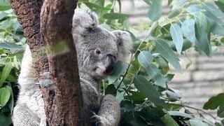 Try not to say Aww Koala Edition