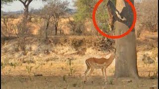 Leopard Jumps on Impala From Tree!