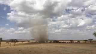 Dust Devil Chases Zebras!