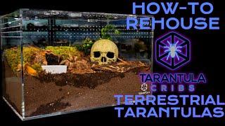 How to Set Up and Rehouse a Terrestrial Tarantula Enclosure | XL Terrestrial Enclosure From T Cribs