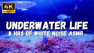 Relaxing Underwater asmr Sounds: In this 4K Underwater Life Relaxation Video