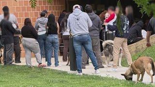 CACC warns of pet drop-offs as daily line keeps getting longer — WGN Evening News