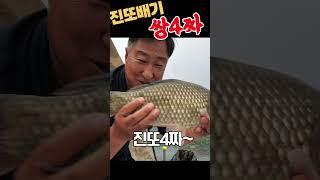 쌍4짜 손맛 캬~~~ 못잊겄어. 진또붕어야~~~  #스유 #fishing#4짜 #보광딤플찌 #진또배기