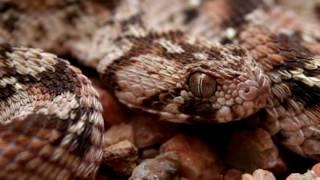 10 Worlds Most Venomous Snakes