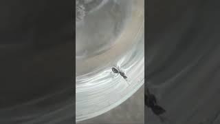 The Ant King and the Brave Dive ! Mufassil Islam !!!#UK#pet#animal#ant