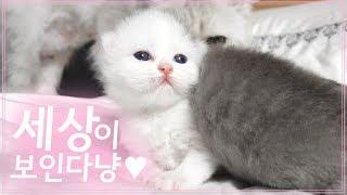 아가들이 눈을 떴어요! 새끼 고양이 키우기 꿀팁 레전드다 이건.. - 심쿵주의 -