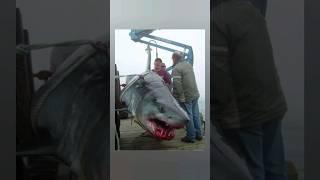 Catching some very giant sharks by fishermen  #fish #sharks #megalodon