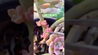 Succulent Plants for Beginners: Essential Care Secrets You NEED to Know