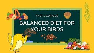 BALANCED DIET FOR YOUR BIRDS