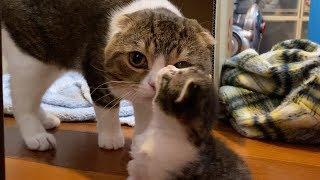 【猫】子猫達に会いに来たぽこ太郎【スコティッシュフォールド】