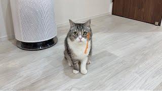 ゴミで遊んでたら髭にくっついて取れなくなった猫がこうなってました笑