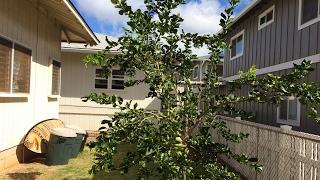 How Fast Does a Grafted Tahitian (a.k.a. Persian, Bearss) Lime Tree Grow?