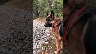 German shepherd exploring the woods