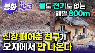 [경북 봉화] "사람 싫다고 산 가더니 그날 저녁에 사버렸다" 무작정 해발 800m, 고지로 들어간 남자와 단칸방 하나 함께 지어 주말마다 찾아오는 친구｜#한국기행 #방방곡곡