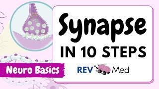 Synaptic Transmission: The Synapse (10 easy steps) | Neuro