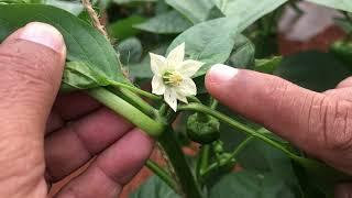 Thrips ( black and yellow) infestation in colour sweet pepper highly present in flowers