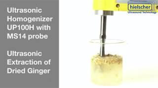 Ultraschall-gestützte Ingwer-Extraktion - Hielscher Ultrasonics