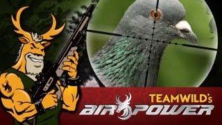 Airgun Hunting: Feral Pigeons with the Team Wild Young Guns