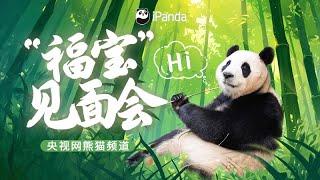 Live Now: Panda Fu Bao's Public Meeting | iPanda