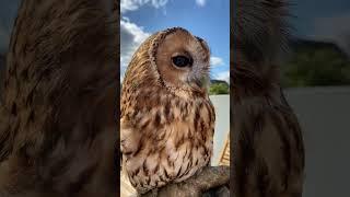 CHATTY TAWNY OWL! #shorts #tawnyowl