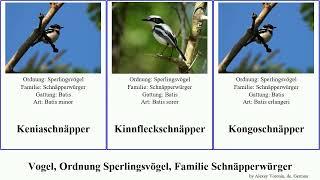 Vogel, Ordnung Sperlingsvögel, Familie Schnäpperwürger bird Heuglinschnäpper Passeriformes Light