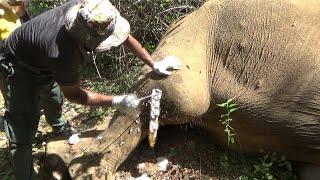 Huge Angry Bull suffering with an Abscess Popped in the Leg, gently treated by the Brave officers