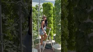 From seed to harvest, this is how we maximize lettuce cultivation using aeroponic towers #farming