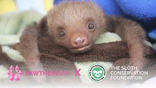 Pawthereum – The Sloth Conservation Foundation