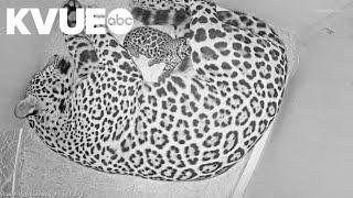 Houston Zoo welcomes baby jaguar