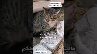 دعوای دو تا برادر تو کوچه ما ، نسبت به دعوای گربه ها در اطراف شهرمون بی تفاوت نباشیم #گربه#سگ#cat