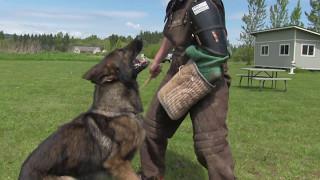 Kraftwerk K9 Big and Powerful German Shepherd Protection