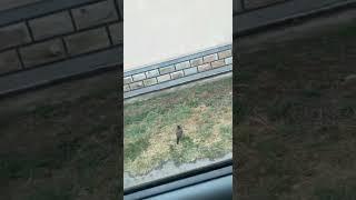 #berkut #birds #burgutlar #wildlife #falcon #animals #lochin #nature #automobile #crow