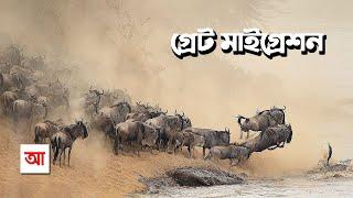 সেরেঙ্গেটির গ্রেট মাইগ্রেশন | আদ্যোপান্ত | The Great Migration In Serengeti | Adyopanto