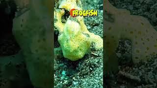 Frofish Hunting #anilaodivingandresorts #macrophotography #mobilephone #seafrogphonehousing