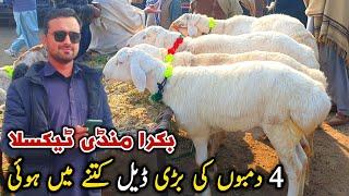 Big Deal 4 Turkey Dumbo Ki Bakra Mandi Taxila Latest Update December 2024