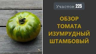 Томат Изумрудный штамбовый. Урожайный крепыш!