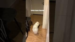 Turkish Angora Cat meowing