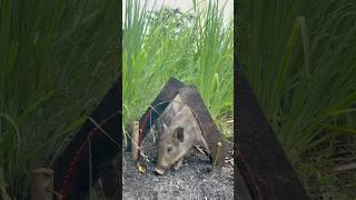 2024 DIY Technology - Create 100% Ancient Wild Boar Traps #Installtool #wildanimalsounds